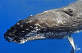   Once lifetime chance mother Humpback Whale stops visit while diving off Molokai coast Maui. This was more stunning Hammerheads we saw. These beautiful mammals make long journey Hawaii raise their calves. Maui saw calves  